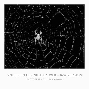 Black and White Photo - Large Spider on Rain Covered Spider Web - Photo of an Orb Spider