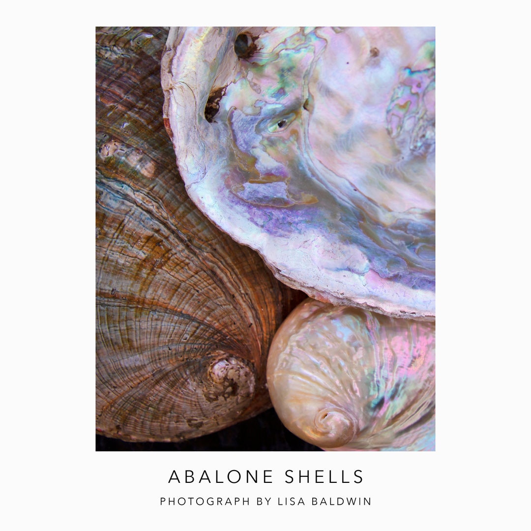 A Grouping of Abalone Shells - Outer Shell and Inner Shell With ...