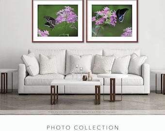 Colección de fotografías - Mariposas de cola de golondrina negra sobre flores de color rosa orquídea - 15% de descuento en conjunto de dos impresiones