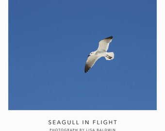 Seagull in Flight - Nature Photo - Coastal Decor White Sea Bird Gull in Deep Blue Sky Print