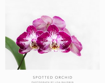 Fotografía de una orquídea Phalaenopsis - Orquídea polilla rosa, roja y violeta con manchas en plena floración - Fotografía de flores botánicas