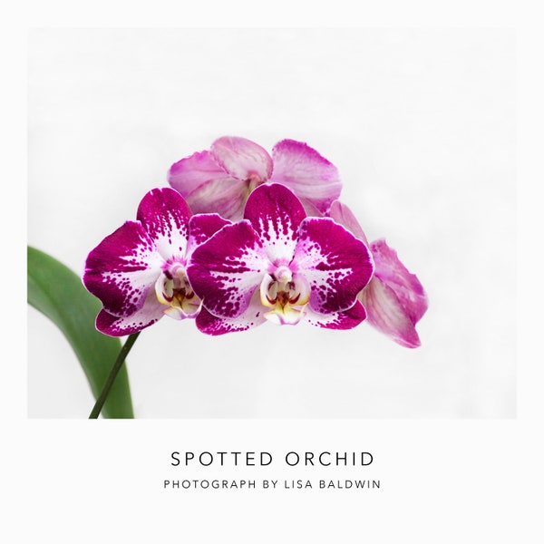 Photo of a Phalaenopsis Orchid - Spotted Pink Red Violet Moth Orchid in Full Bloom - Botanical Flower Photo