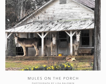 Mules on the Porch - Rustic Rural Photo - Rundown Farmhouse Print with Farm Animals - Mammoth Donkey Funny Photograph