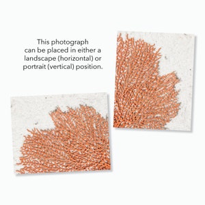 Photo of a Lacey Coral Orange Sea Fan in the Sand Coastal Beach House Ocean Decor image 10