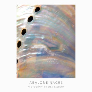 May include: Close-up of an iridescent abalone shell with a pattern of holes. The shell has a pearlescent sheen and a variety of colors, including blue, green, and purple.