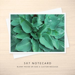 May include: A close-up image of green hosta leaves with water droplets on them. The leaves are arranged in a circular pattern, creating a natural and organic design.