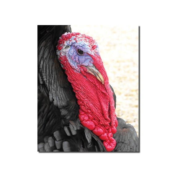 Turkey Ugly Bird Photo Massive Red And Purple Faced Tom Etsy