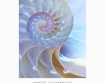 Cámaras interiores de una concha de Nautilus perla iridiscente - Arte de la pared de conchas marinas - Decoración del océano de la casa de playa costera