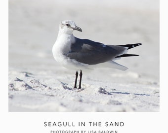 Seagull in the Sand - Nature Photo - Coastal Decor Black and White Sea Bird Gull Print