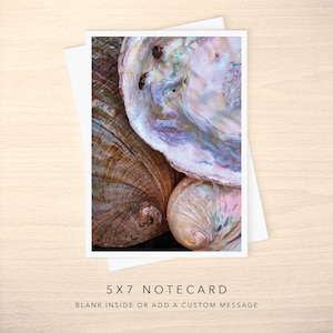 May include: Close-up of three iridescent seashells with a variety of colors and textures. The shells are arranged in a cluster, with the largest shell on top.