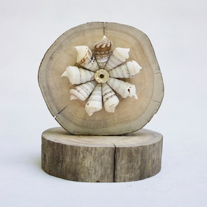 May include: A wooden base with a round slice of wood on top. The round slice has a decorative arrangement of seashells in the center, forming a flower shape.
