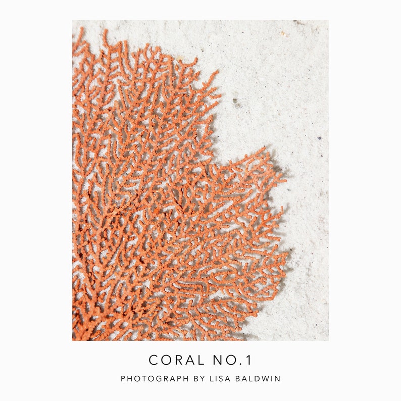 Photo of a Lacey Coral Orange Sea Fan in the Sand Coastal Beach House Ocean Decor image 1