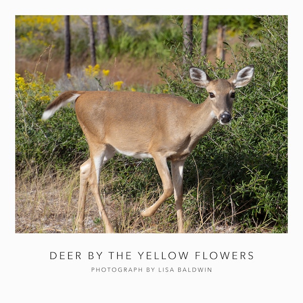 Deer Photo - Doe Walking Along Beside Yellow Flowers and Bushes - White-Tailed Deer