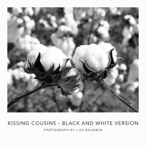 Black and White Photo - Kissing Cousins - Cotton Bolls in the Field - Landscape Photo - Rustic Southern Photography Print