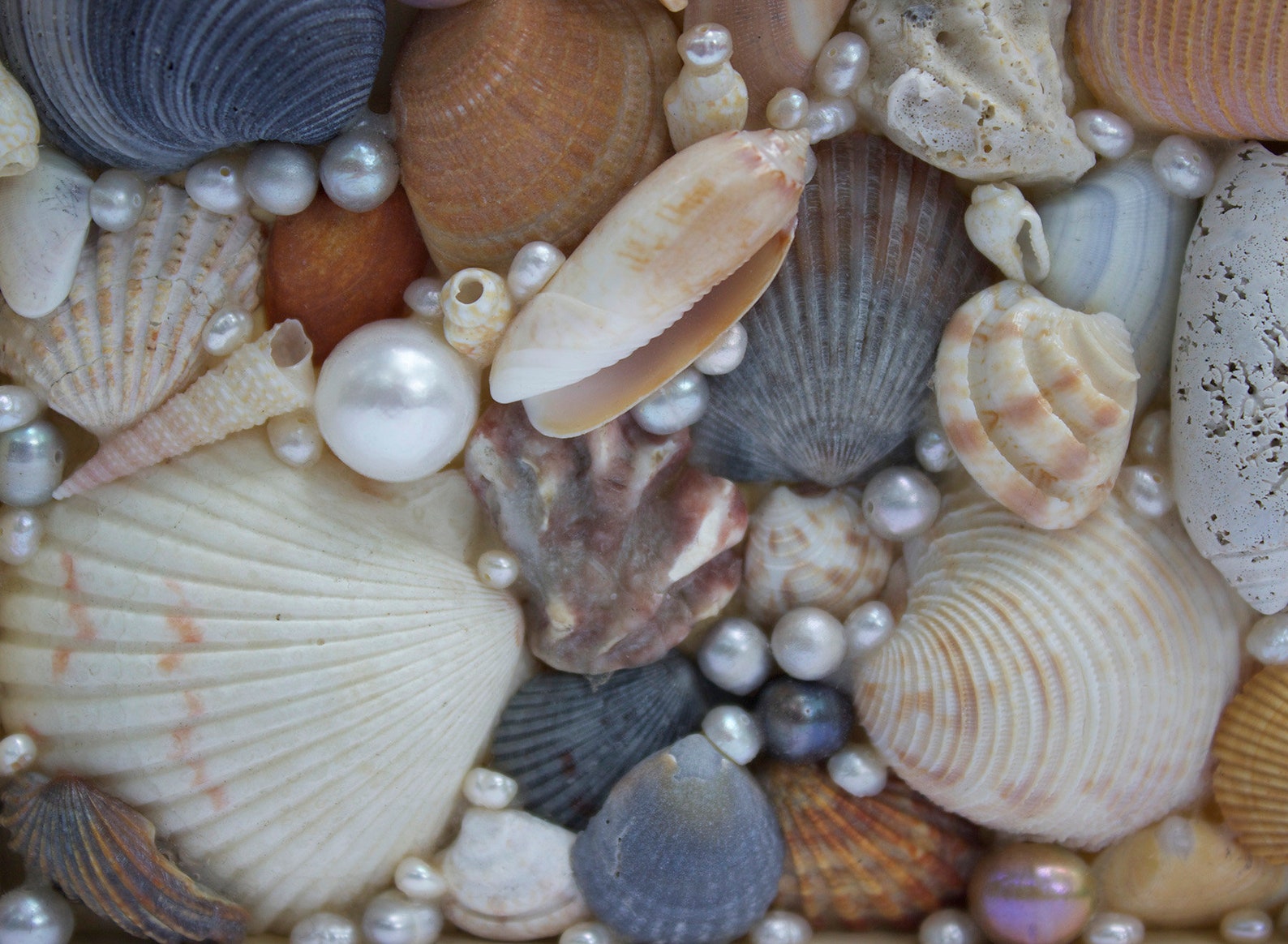 Shell Art Piece Deep Frame With Seashells and Pearls Mosaic - Etsy