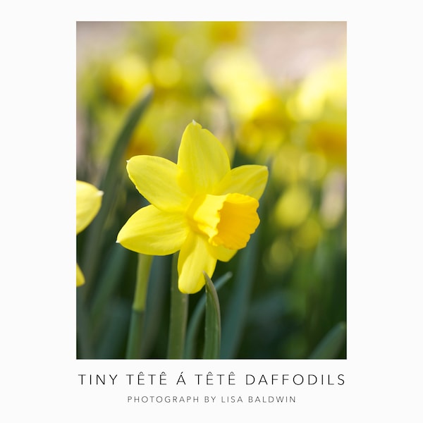 Tiny Tete a Tete Daffodils - Botanical Photography Print - Bright Yellow Flowers