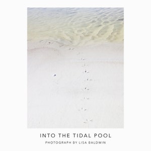 Seabird Footprints in the Sand - Nature Photo - Footprints Fading into a Tidal Pool