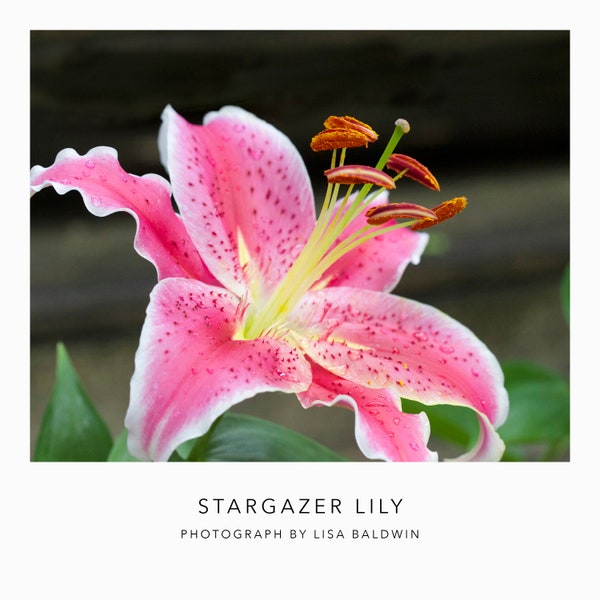 Stargazer Lily - Macro Photo - Dramatic Hot Pink Lime Green Botanical Flower Photography Print