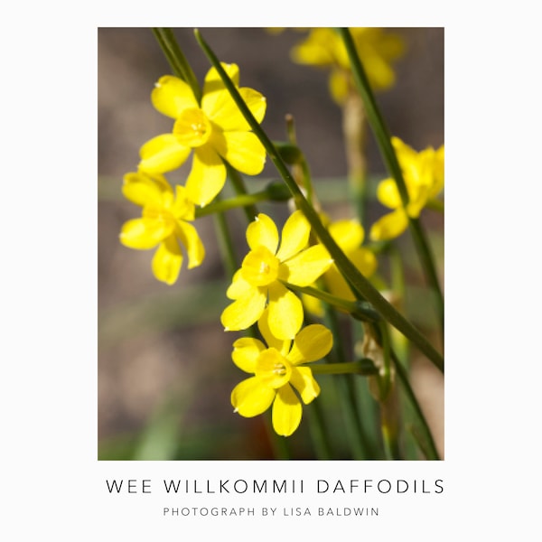 Wee Willkommii Daffodils - Botanical Photography Print - Bright Yellow Flowers