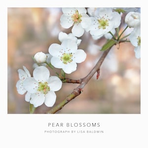 May include: Close-up of pear blossoms with white petals and yellow centers, set against a blurred background. The image includes a brown branch and the text "PEAR BLOSSOMS PHOTOGRAPH BY LISA BALDWIN."