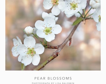 Fotografía botánica: flores de pera blanca con centros rosa salmón y verde lima sobre un fondo color melocotón - Fotografía de flores naturales