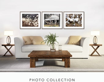May include: Three framed photographs of cotton plants and a weathered farmhouse. The photos are displayed on a white wall above a white sofa with tan pillows.