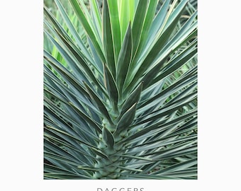 Foto de hoja de textura - Hojas puntiagudas de la planta de yuca - Impresión botánica frondosa