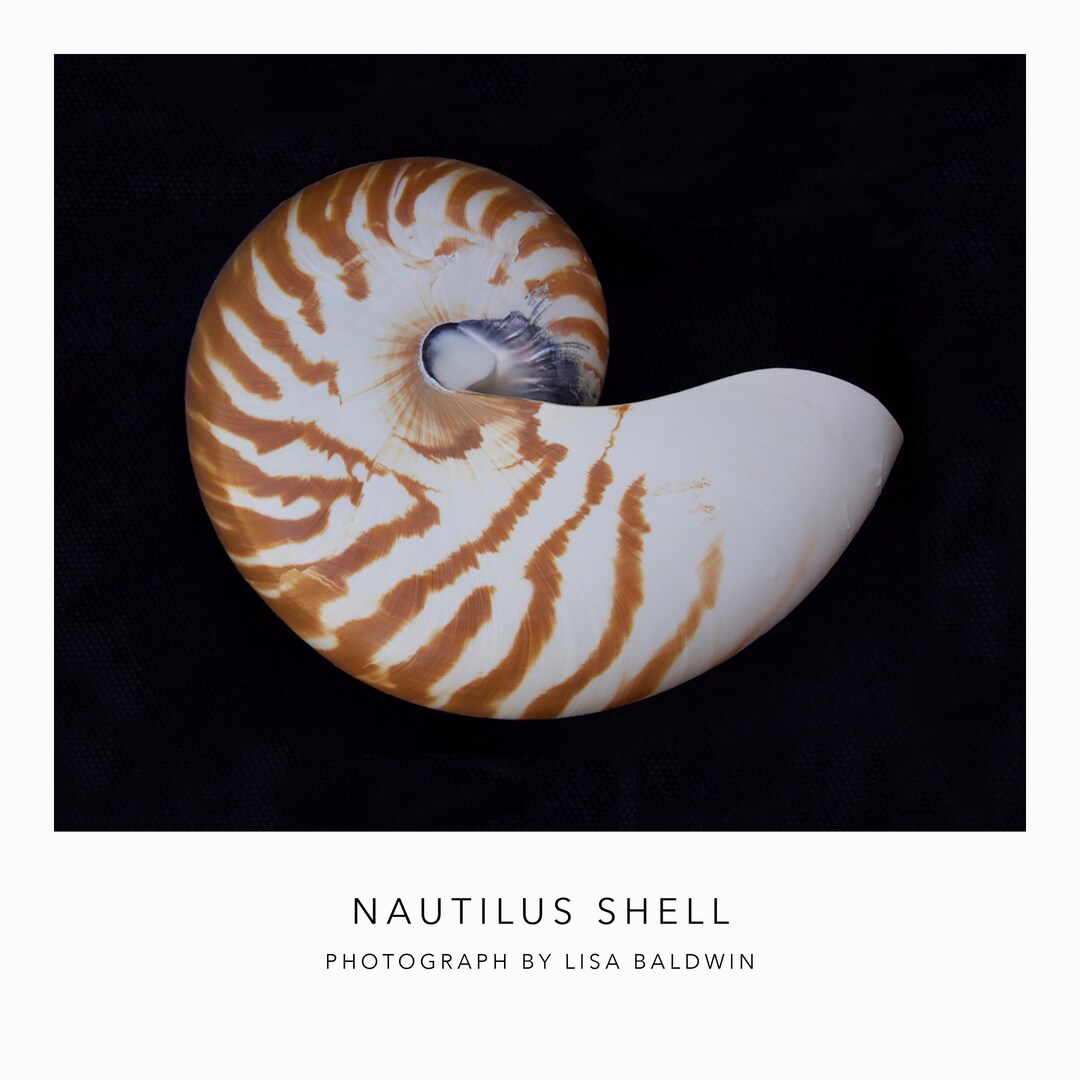 Nautilus Shell on a Black Background Seashell Wall Art Coastal Beach