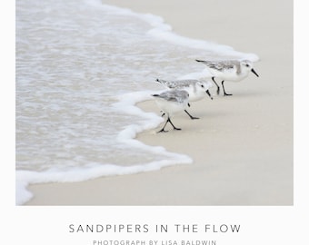 Sandpipers in the Flow - Nature Photo - Coastal Decor Little Sea Birds Running from the Surf Print