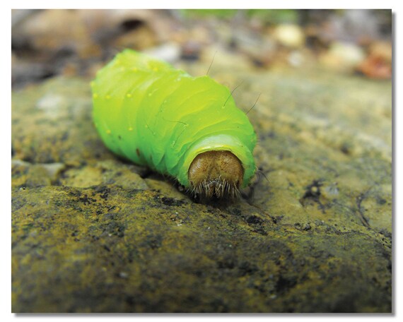 Photo Of A Luna Moth Caterpillar On A Mossy Rock Bright Etsy Photo Of A Luna Moth Caterpillar On A Mossy Rock Bright Etsy