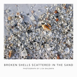 Broken Shells Scattered in the Sand Beach Photo - Coastal Ocean Decor