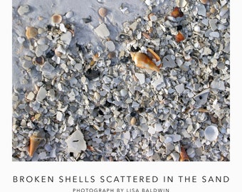 Broken Shells Scattered in the Sand Beach Photo - Coastal Ocean Decor