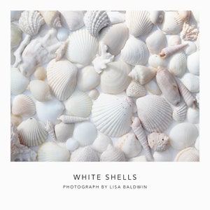 May include: A close-up image of a collection of white seashells of various shapes and sizes. The shells are arranged in a random pattern on a white background.