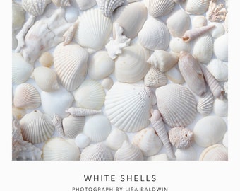 Foto de conchas blancas - Arte de pared de conchas marinas - Decoración del océano de la casa de playa costera - Fotografía de naturaleza