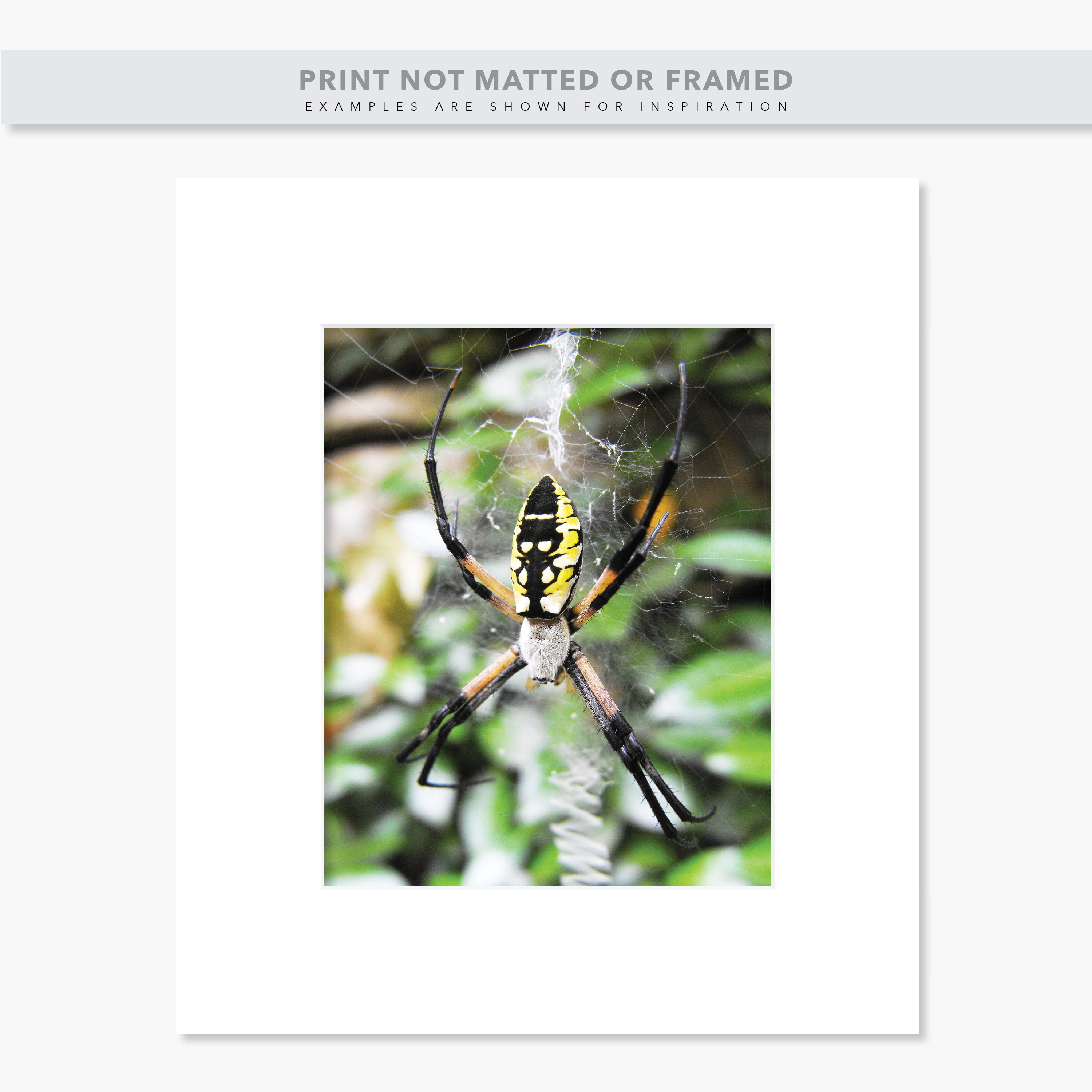 Beautiful Large Yellow and Black Writing Spider - Photo of an Argiope Garden  Spider in Her Web Print - Etsy, image size:3000x3000