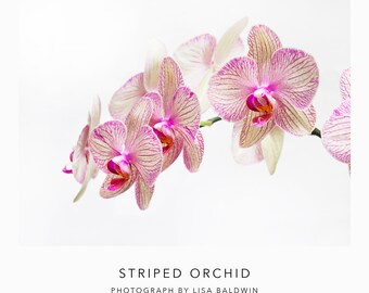 Foto de una orquídea polilla - Phalaenopsis violeta roja rosa rayada en plena floración - Foto de flor botánica