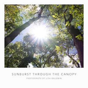 Sunbrust Through the Canopy - Sunlight in The Forest Photo