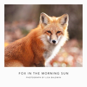 Red Fox with the Morning Sun Shining Through His Fur - Woodland Wildlife Photo - Nature Photography