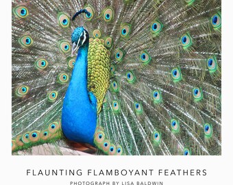 Foto de un pavo real macho con una exhibición de abanico completa haciendo alarde de plumas extravagantes
