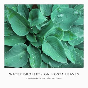 Photo of Water Droplets on Deep Blue-Green Hosta Leaves - Leafy Botanical Print