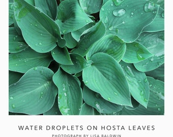 Foto de gotas de agua en hojas de Hosta azul-verde profundo - Impresión botánica frondosa