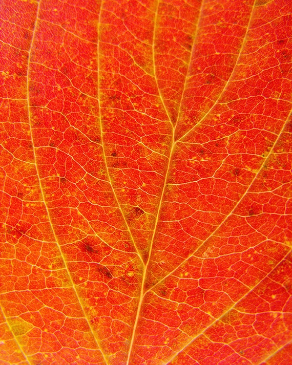 Bright Red Autumn Dogwood Leaf Abstract Minimal Photo | Etsy