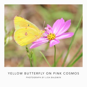 May include: A yellow butterfly rests on a pink cosmos flower. The butterfly has yellow wings with subtle markings. The cosmos flower has pink petals with white stripes and a yellow center. The photograph is set against a blurred green background.