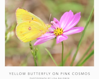 Mariposa amarilla sobre cosmos rosa - Arte mural fotográfico de naturaleza macro - Clouded Sulfur