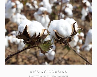 Kissing Cousins - Cotton Bolls in the Field - Landscape Photo - Rustic Southern Photography Print