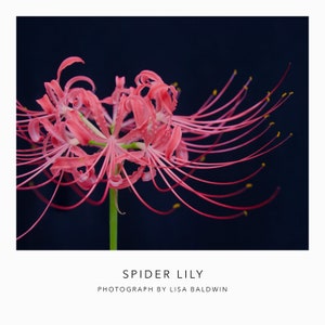 Dramatic Red Spider Lily on Black Background  - Nature Photo - Botanical Flower Print