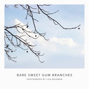 May include: Bare branches of a sweet gum tree against a blue sky with white clouds. The branches have small, round, brown seed pods hanging from them. The text "BARE SWEET GUM BRANCHES" and "PHOTOGRAPH BY LISA BALDWIN" is at the bottom of the image.