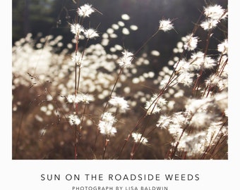 Sol en las malezas al borde de la carretera - Foto de la naturaleza - Frondas esponjosas a la luz del sol en un camino rural - Arte de granja