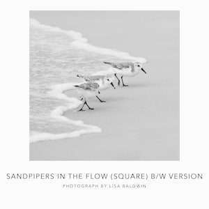 Black and White Photo - Square Version Sandpipers in the Flow - Nature Photo - Coastal Decor Little Sea Birds Running from the Surf Print