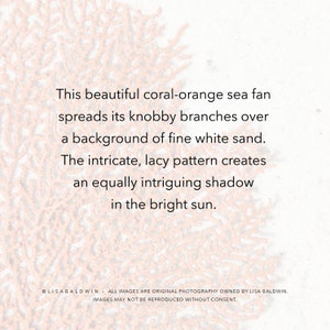 Photo of a Lacey Coral Orange Sea Fan in the Sand Coastal Beach House Ocean Decor image 2
